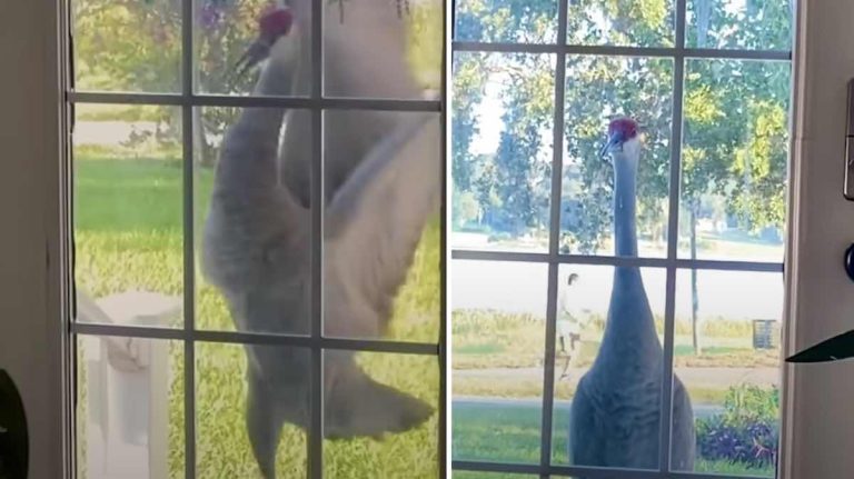 crane knocks at dog