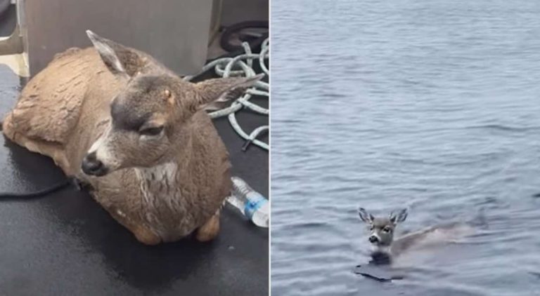 Alaskan State Troopers Save Two Deer From Drowning Miles From Shore