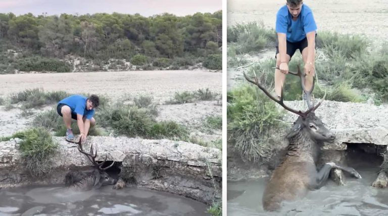 deer rescued in Mexico
