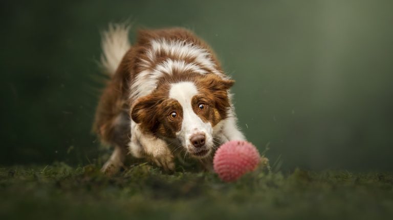 Winners of Dog Photography Awards Show Off Their Love of Dogs with Incredible Images