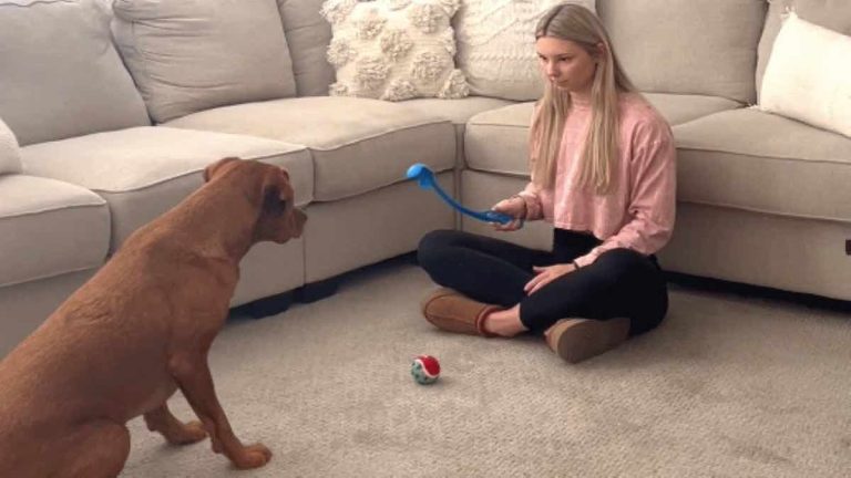Dog Does The Funniest Dance Every Time He Sees A Tennis Ball