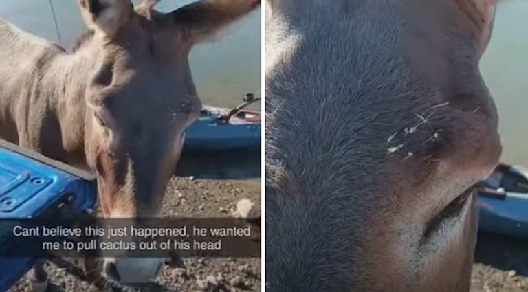 donkey with cactus quills asks for help