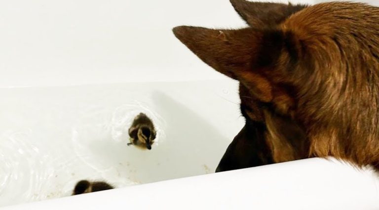 german shepherd loves ducklings