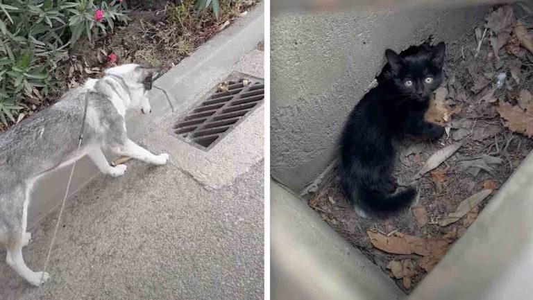 Husky finds kittens in storm drain