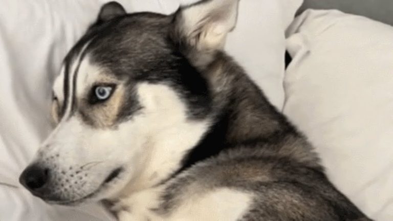 husky won't talk