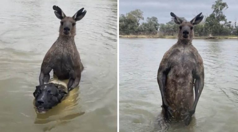man frees dog from kangaroo