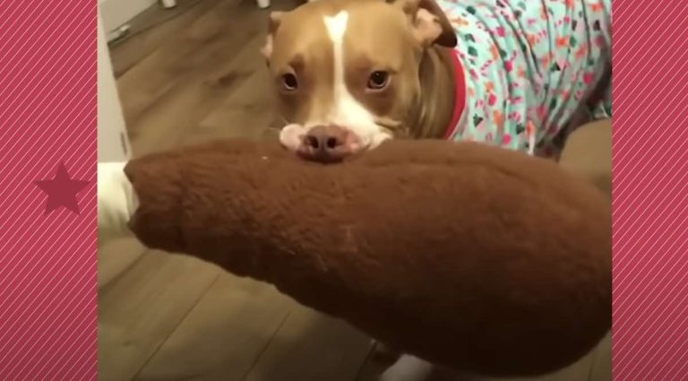 Adorable Pit Bull Brings Every Stuffed Animal To His Parents As Gifts