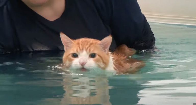 Peaches the cat