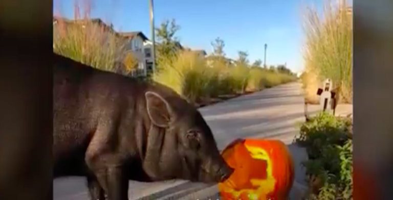 Rescue Pig Steals Neighbors’ Pumpkins, Gets The Most Amazing Response