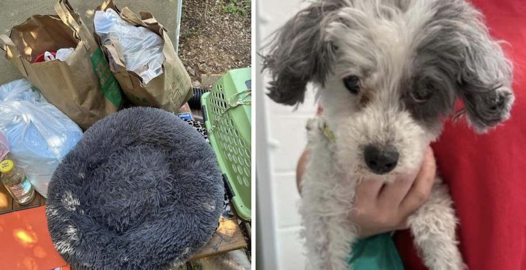 Senior Dog Ditched At Shelter With Request That She Be Put Down Is Rescued