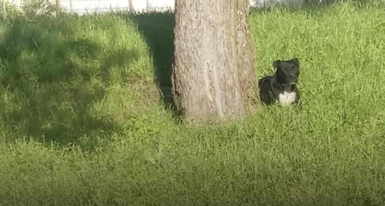 Pit Bull Waits Months By Side of Road For People Who Abandoned Her