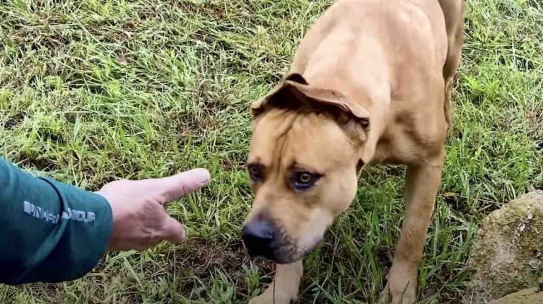 scooby the dog rescued