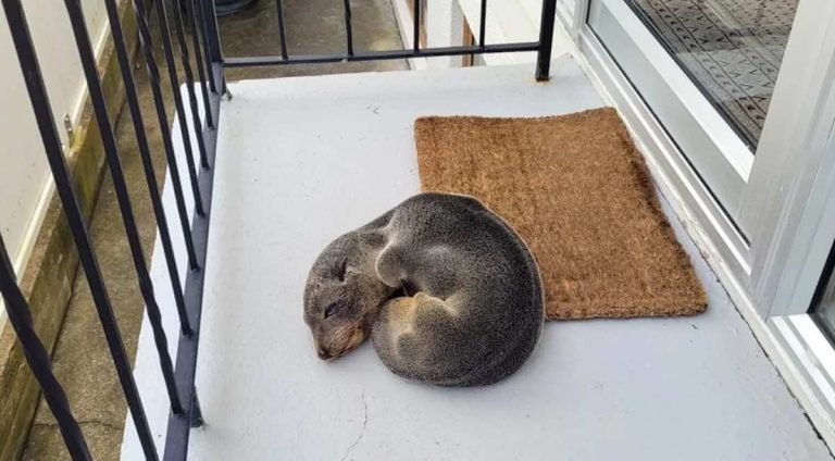 seal pup naps on doorstep