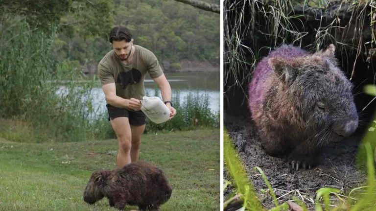 Man Saves Wild Sick Wombats From Mange By Chasing After Them