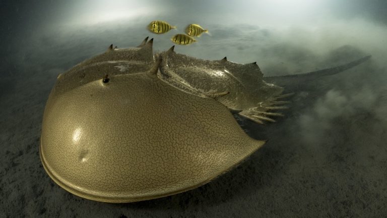 See The Stunning Winners of 2023 Wildlife Photographer of the Year