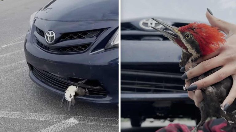 Woman Saves Pileated Woodpecker Stuck in Car Grille