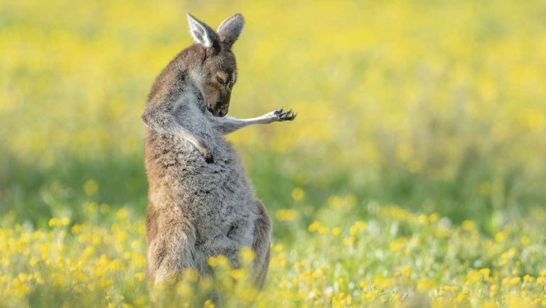 Air Guitaring Roo wins Comedy Wildlife Photo Awards