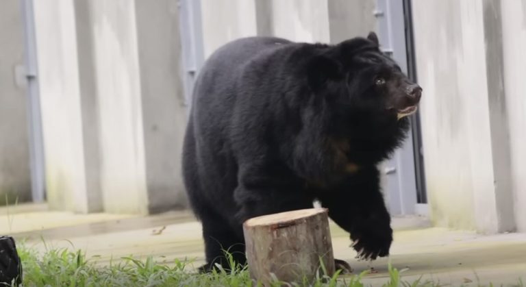 Armstrong the bear rescued by Animals Asia