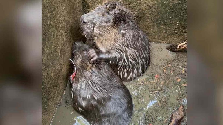‘Otters’ Trapped in Storm Drain Turn Out to Be Very Different Animals