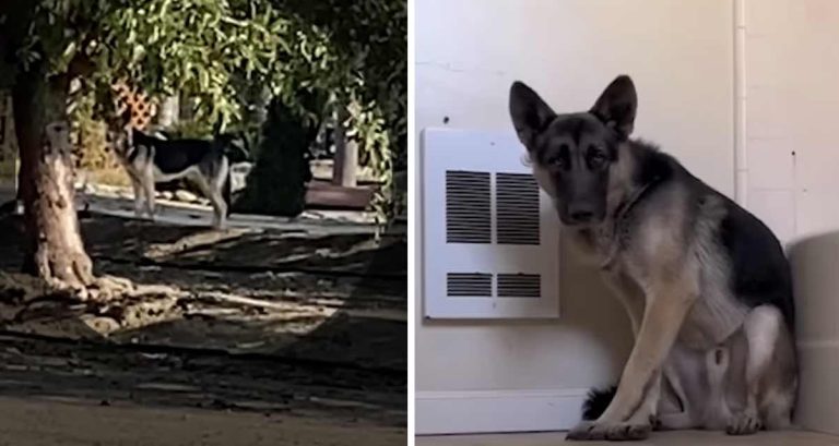 German Shepherd Seen With Twist Tie Around Snout Rescued Thanks To Dedicated Rescuers