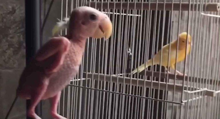 Blondie the lovebird