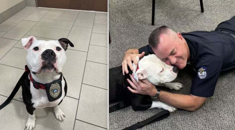 Bolo Pawtrol Officer