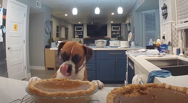 Sneaky Boxer Dog Tastes Tests Pumpkin Pie In Secret
