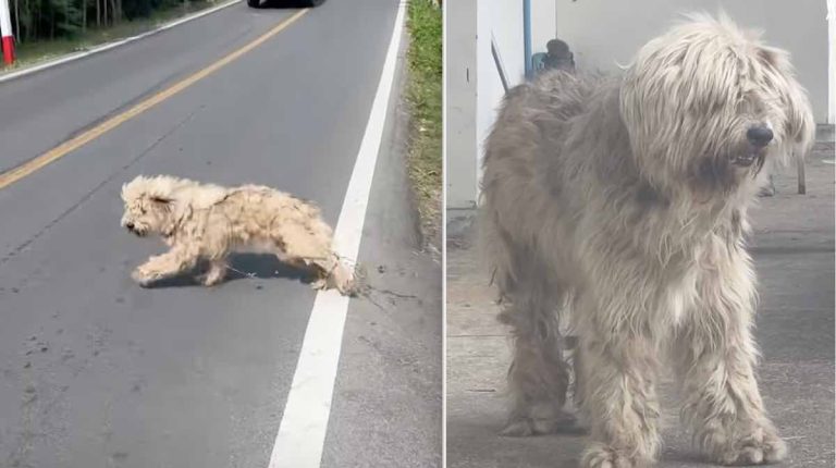 Bradley the dog transforms