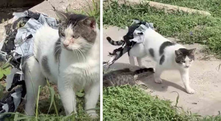 Young Girl Convinces Feral Cat Stuck in Plastic to Trust Her