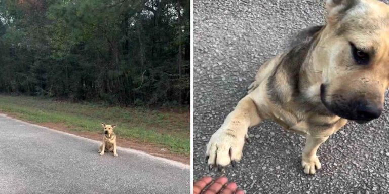 Stray Dog Shows Up at Animal Sanctuary And Extends His Paw For Help
