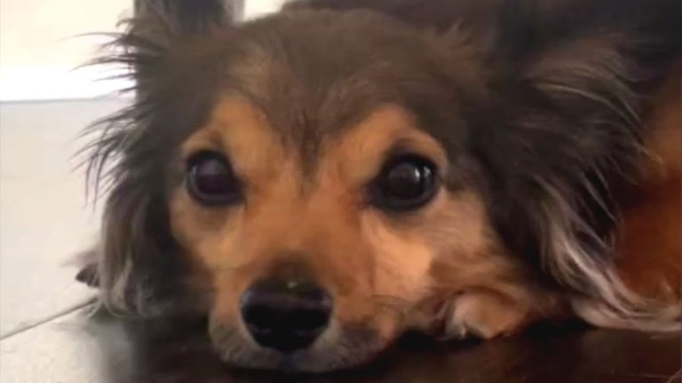 Odis the disabled dog