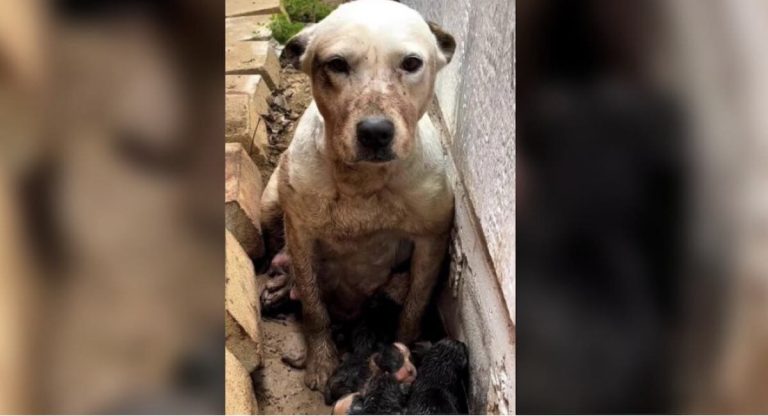 Mama Dog Gives Birth In The Mud Is Rescued By Good Samaritan Just Hours Later