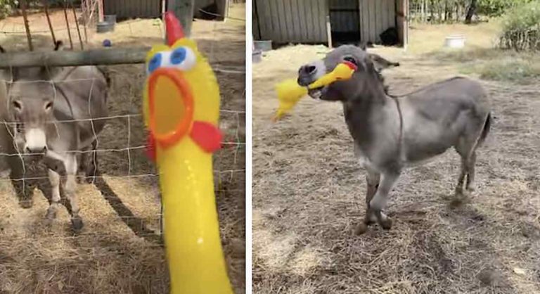 donkey with screaming chicken