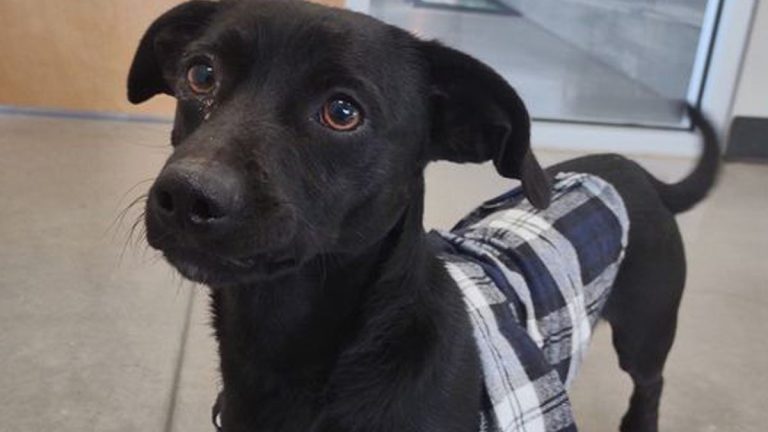 Eddie the dog adopted