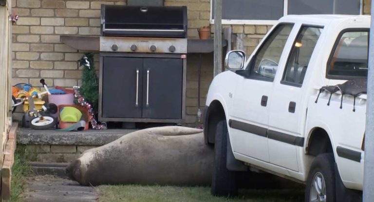 elephant seal in driveway