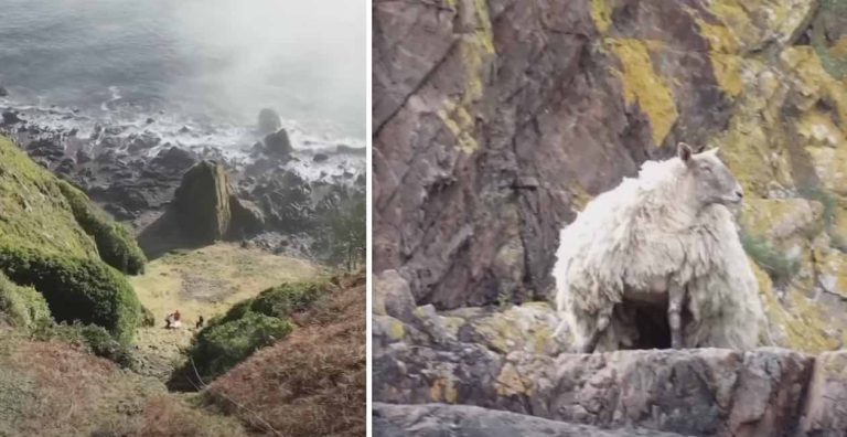 fiona sheep rescue