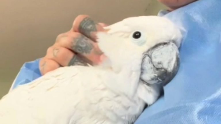 Elderly Neglected Cockatoo Finds His Lost Voice with His New Family