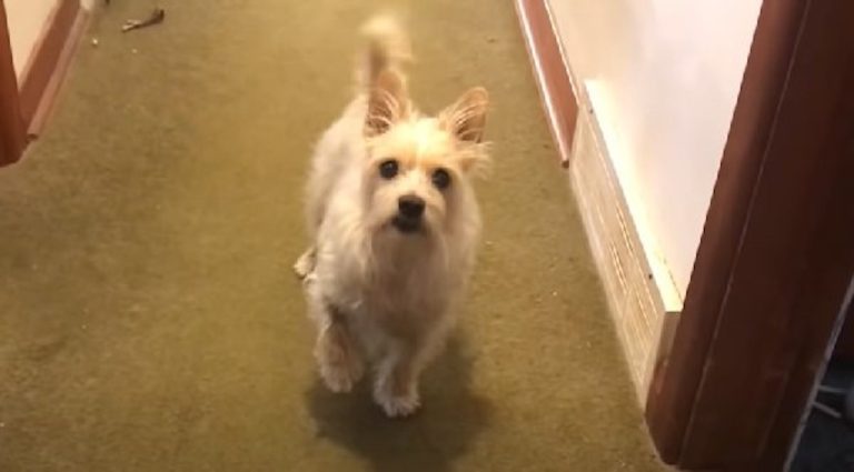 Dog Fakes Limp But Does The Funniest Thing When Dad Suggests He Can’t Go For A Walk