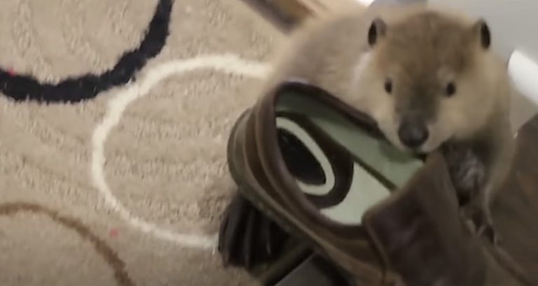 Busy Beaver Builds Dams Out of His Caregiver’s Things