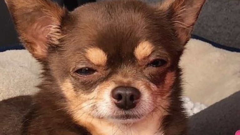 Woman Adopts Judgemental Chihuahua At Time When They Both Needed A Friend