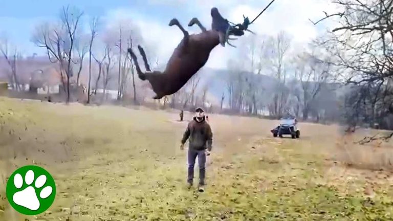 Men Rescue Distraught Deer Swinging in the Air from Rope