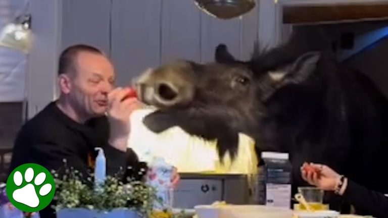 Man Raises Orphaned Baby Moose In His House