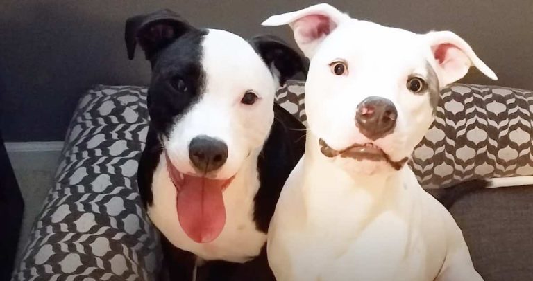 Frightened Pit Bull Heals After He Reunites With His Long-Lost Brother