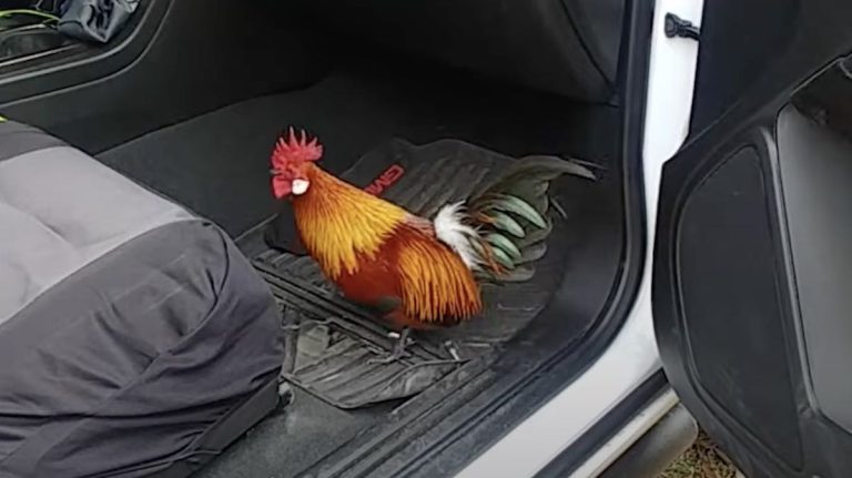 abandoned rooster rescued