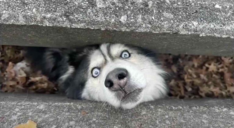 Sebastian the husky gets stuck in storm drain