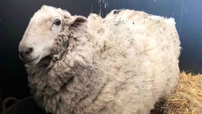 Runaway Sheep Found Living Among Kangaroos 5 Years After Going Missing
