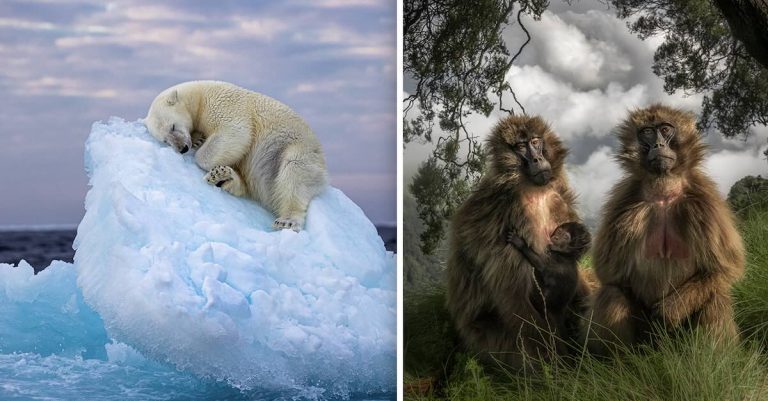 Wildlife Photographer of the Year People's Choice Award 2023