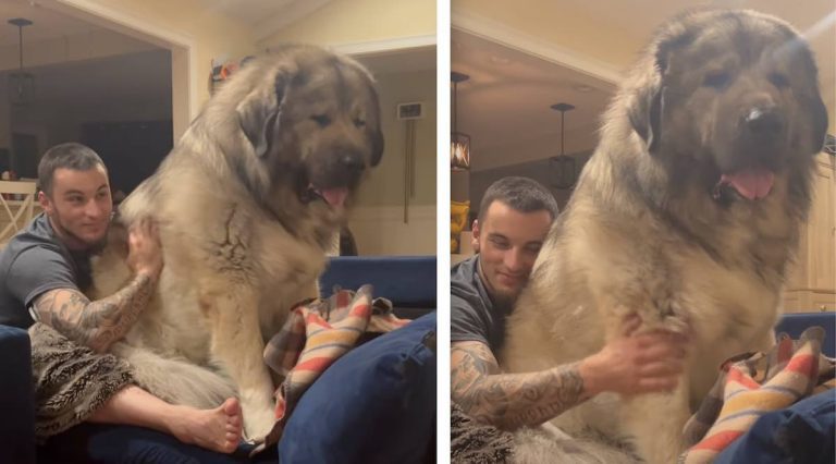 Yogi the caucasian shepherd