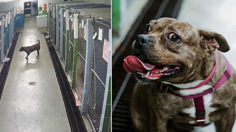 shelter dog's "jailbreak" at Niagara SPCA