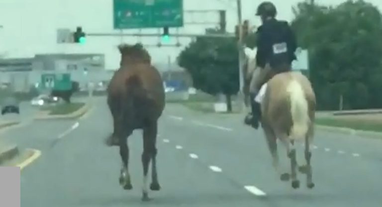 girl saves horse off highway